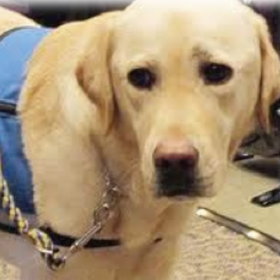 Image of a light-colored dog. It is looking to the side .It has a blue service vest on and has a leash on.