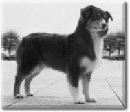 Greyscale image of a dog that is standing on its four legs and looking to the side.