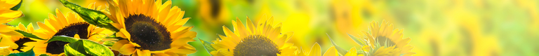 header-bg.png