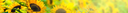 header-bg.png